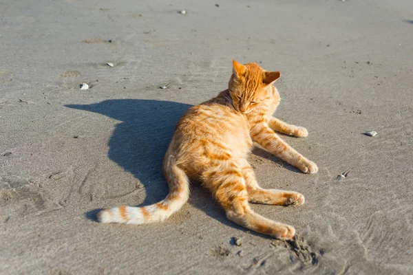 Lindo Gato Rojo Relajándose Playa — Foto de Stock