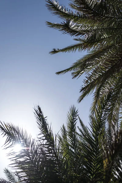 天空背景上的热带棕榈树的树枝 — 图库照片