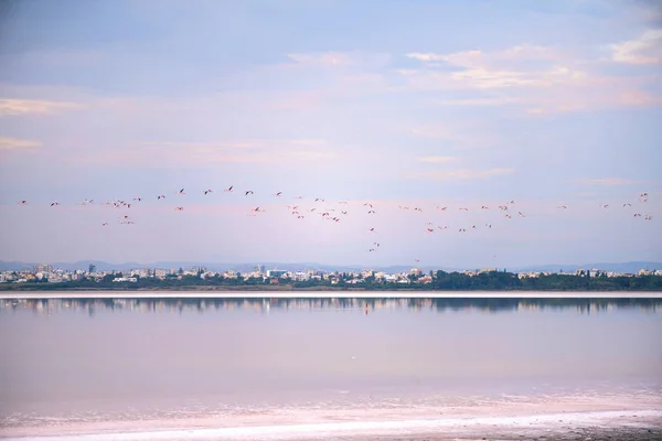 Gün Batımında Larnaka Tuz Göllerinde Pembe Flamingo Sürüsü Kıbrıs Adası — Stok fotoğraf