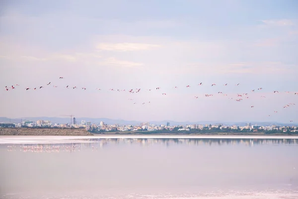 Rebanho Flamingos Rosados Nos Lagos Salgados Larnaca Pôr Sol Ilha — Fotografia de Stock