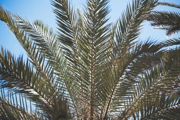 Branches Palmiers Sur Fond Ciel — Photo