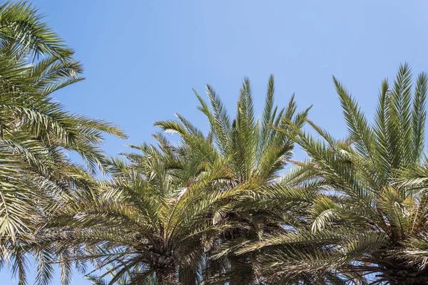 Branches Palmiers Tropicaux Sur Fond Ciel — Photo