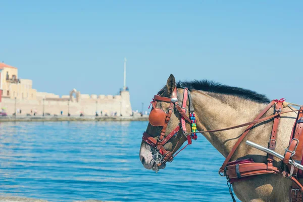 Closeup White Horse Carriage Tourists Chania Town Lighthouse Background Crete Royalty Free Stock Photos