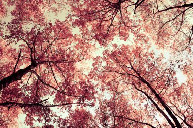 Mavi gökyüzü altında golgen sonbahar ormanında uzun huş ağaçları nın alt görünümü. Hint yazı.