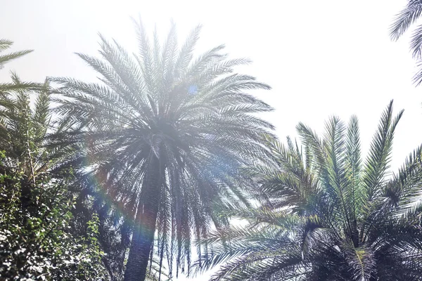 Ramas Palmeras Tropicales Fondo Del Cielo — Foto de Stock