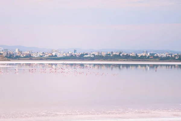 Rebanho Flamingos Rosados Nos Lagos Salgados Larnaca Pôr Sol Ilha — Fotografia de Stock