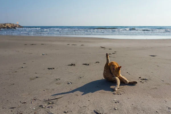 Симпатичная Рыжая Кошка Отдыхает Пляже — стоковое фото