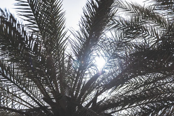 Ветви Пальм Фоне Неба — стоковое фото