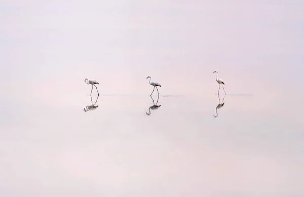 Rebanho Flamingos Rosados Nos Lagos Salgados Larnaca Pôr Sol Ilha — Fotografia de Stock