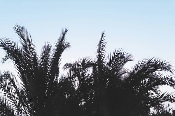 Branches Palmiers Sur Fond Ciel — Photo