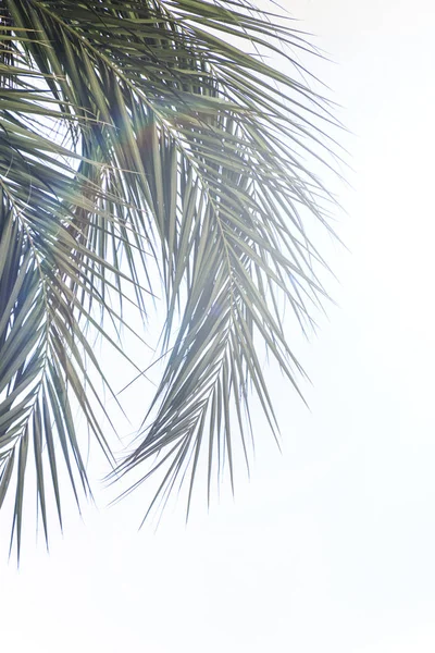 天空背景上棕榈树树枝图片的垂直大小 — 图库照片