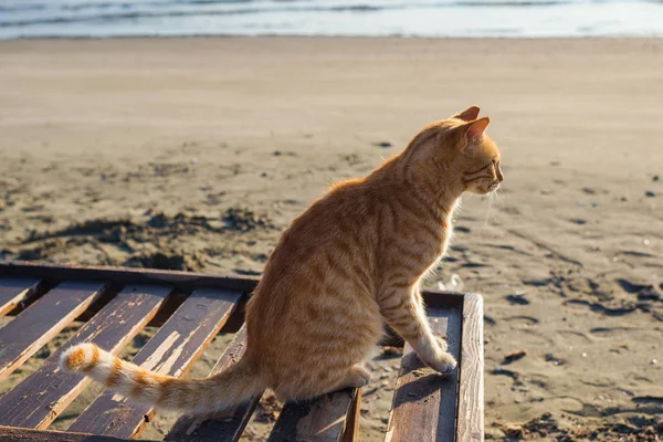 Gato Vermelho Bonito Relaxante Praia — Fotografia de Stock