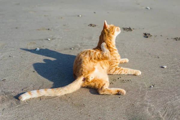 Lindo Gato Rojo Relajándose Playa — Foto de Stock