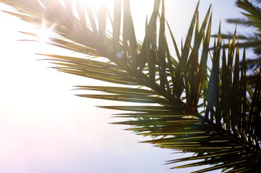 gökyüzü arka plan üzerinde palmiye ağaçlarının dalları. 