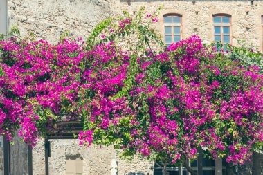 Çiçeklerin güzel manzarası