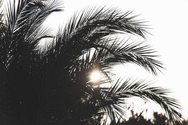 gökyüzü arka plan üzerinde palmiye ağaçlarının dalları. 