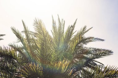 gökyüzü arka plan üzerinde palmiye ağaçlarının dalları. 