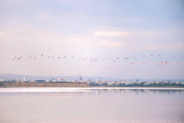 Gün Batımında Larnaka Tuz Göllerinde Pembe Flamingo Sürüsü Kıbrıs Adası — Stok fotoğraf