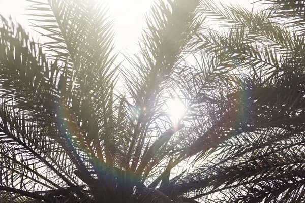 Ramas Palmeras Fondo Del Cielo — Foto de Stock