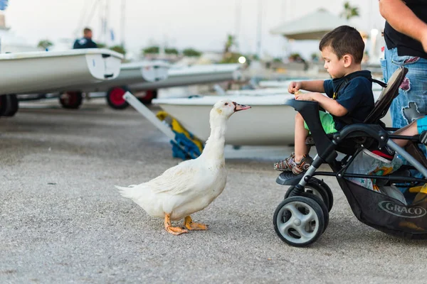 Nahaufnahme Von Gans Und Kind Kinderwagen Meer — Stockfoto