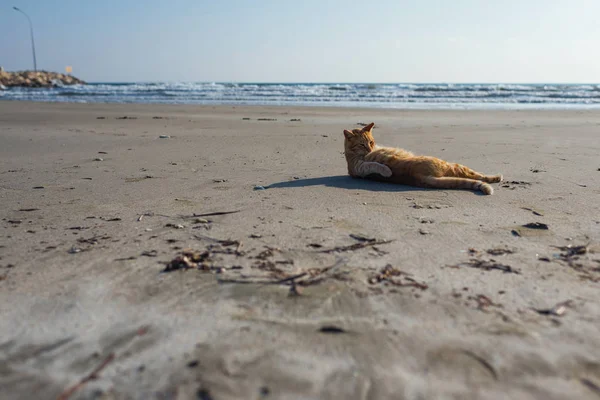 Mignon Chat Rouge Relaxant Sur Plage — Photo