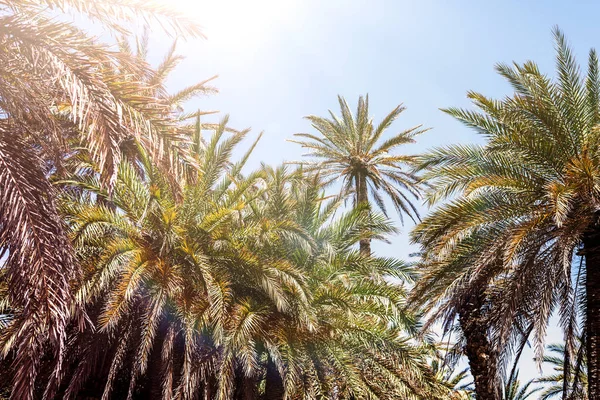 Branches Tropical Palm Trees Sky Background — Stock Photo, Image