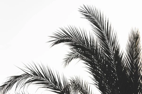 Větve Palmových Stromů Pozadí Oblohy — Stock fotografie