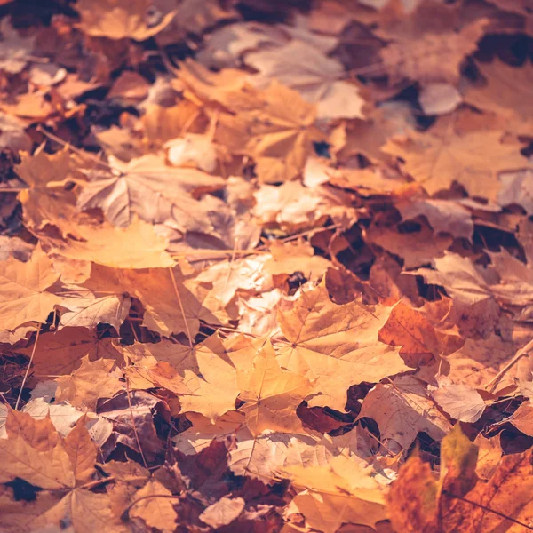 Background Leaves Land Autumn Forest Indian Summer Season Instagram Size — Stock Photo, Image