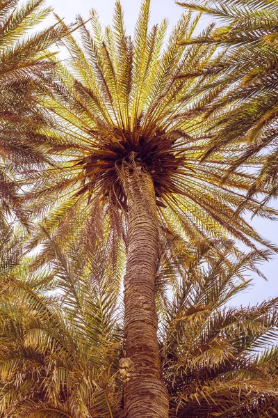 Gökyüzü Arka Plan Üzerinde Palmiye Ağaçlarının Dallarının Resmidikey Boyutu — Stok fotoğraf