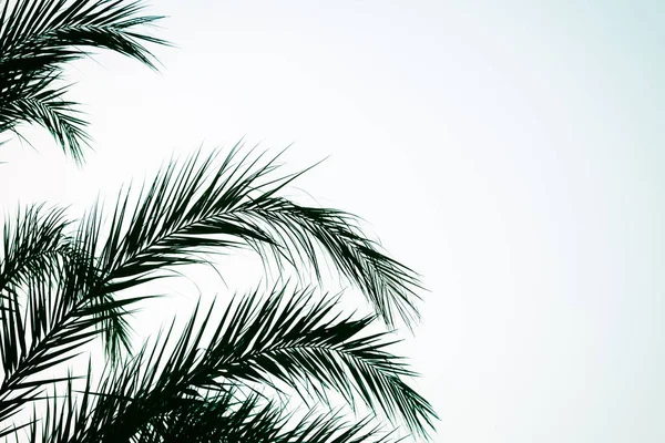 Uitzicht Groene Palmbomen — Stockfoto