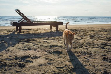 Sevimli kırmızı kedi sahilde rahatlatıcı 