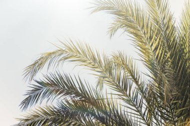 gökyüzü arka plan üzerinde palmiye ağaçlarının dalları. 