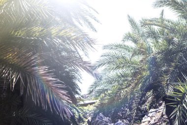 gökyüzü arka plan üzerinde palmiye ağaçlarının dalları. 