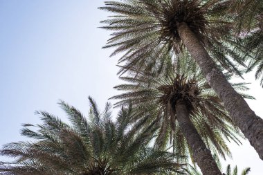 gökyüzü arka plan üzerinde tropikal palmiye ağaçlarının dalları. 