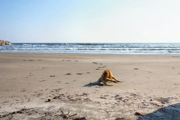 Lindo Gato Rojo Relajándose Playa — Foto de Stock