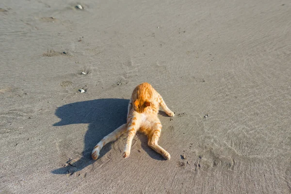 Cute Red Kitten Piasku Plaży Wschodzie Słońca Tle Fali Morskiej — Zdjęcie stockowe