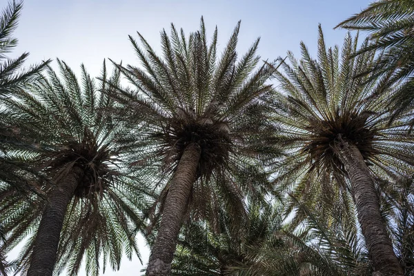 Gökyüzü Arka Plan Üzerinde Tropikal Palmiye Ağaçlarının Dalları — Stok fotoğraf