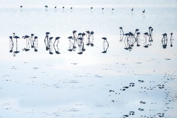 Herde Rosafarbener Flamingos Auf Den Salzseen Von Larnaka Bei Sonnenuntergang — Stockfoto