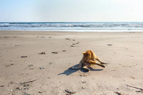 Lindo Gato Rojo Relajándose Playa — Foto de Stock