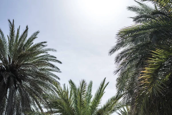 Branches Palm Trees Sky Background — Stock Photo, Image