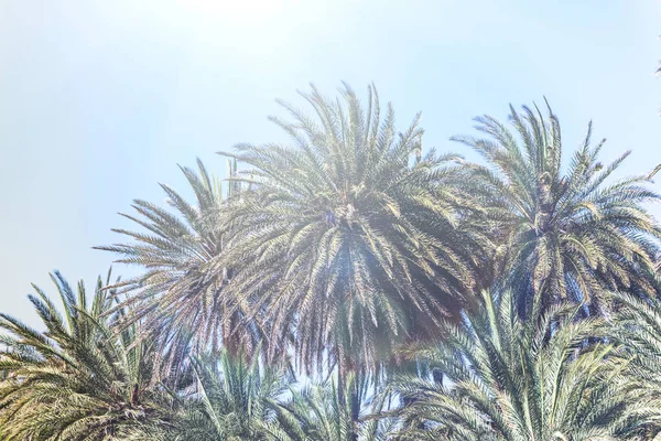 Gökyüzü Arka Plan Üzerinde Palmiye Ağaçlarının Dalları Resmi — Stok fotoğraf