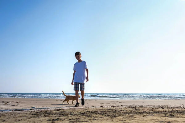 Boy and cute red cat  on beach