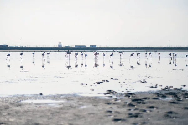 Rebanho Flamingos Rosados Nos Lagos Salgados Larnaca Pôr Sol Ilha — Fotografia de Stock