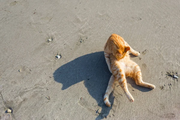 Carino Gatto Rosso Rilassante Sulla Spiaggia — Foto Stock