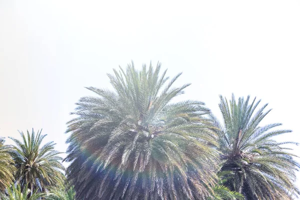 Gałęzie Drzew Palmowych Tle Nieba — Zdjęcie stockowe