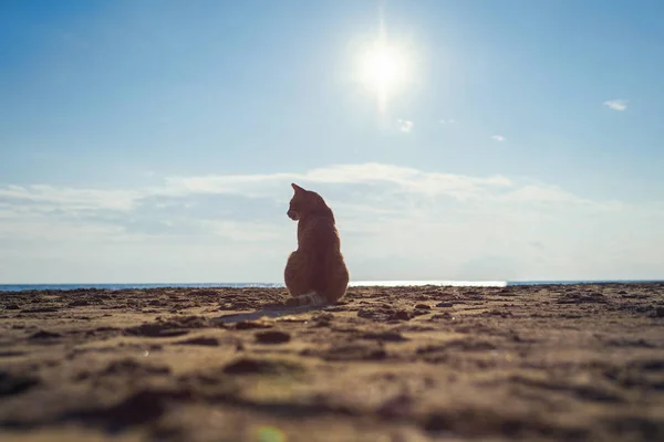 Niedliches Rotes Kätzchen Auf Dem Sand Des Strandes Bei Sonnenaufgang — Stockfoto