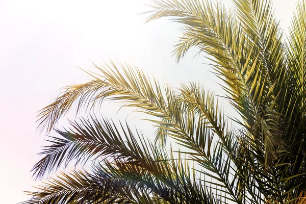 Ветви Пальм Фоне Неба — стоковое фото