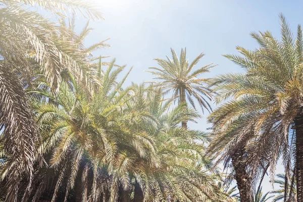 天空背景上的热带棕榈树的树枝 — 图库照片