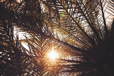 gökyüzü arka plan üzerinde palmiye ağaçlarının dalları. 