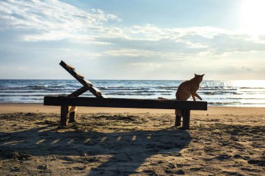 Sevimli kırmızı kedi sahilde rahatlatıcı 